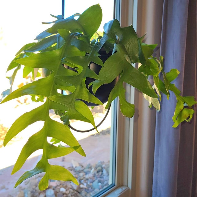 6 Inch Potted Rare Hard to Find -shark Fin Cactus,sharktooth