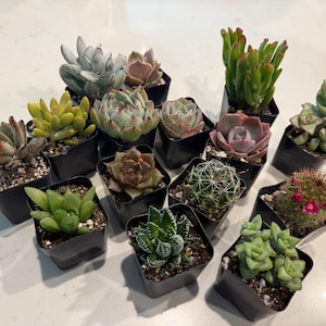 Kim adicionaram uma foto da sua compra
