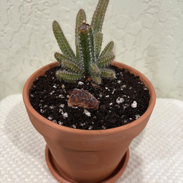 T. Succulent Form × Nizanda T'STROPICALS Succulents-cac – NNplant