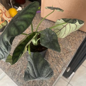 SheNarra added a photo of their purchase