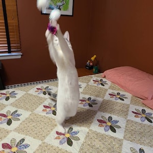 Tricia added a photo of their purchase