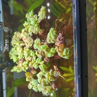 BUY 2 GET 1 FREE! Live Cabomba Green Freshwater Aquatic Plant For Aquarium | Beginner Friendly