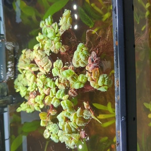 Jacob added a photo of their purchase