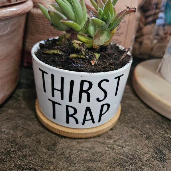 Funny Succulent Pot Cactus Pot Small Planter With Drainage Ceramic Pot ...