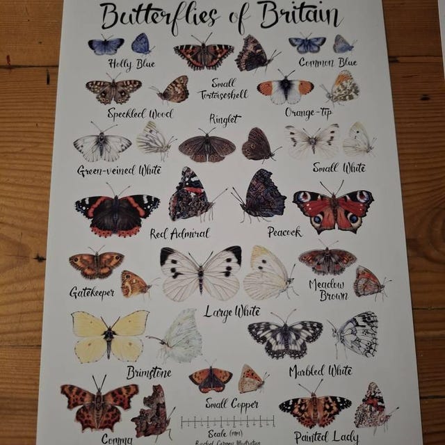 British Butterflies Poster A4 Decorative Identification