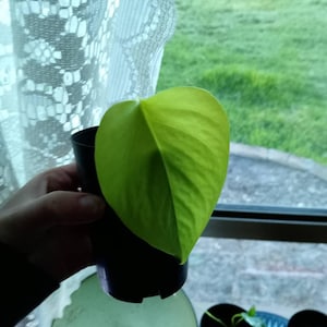 Zoe ha aggiunto una foto del proprio acquisto