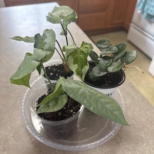 Jasmin added a photo of their purchase