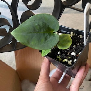 Pinnk added a photo of their purchase