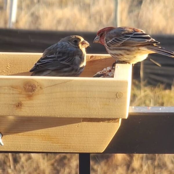 Bird Screen Rack Cedar Railing Mounted Bird Feeder: Screen Bottom Platform Tray - Etsy