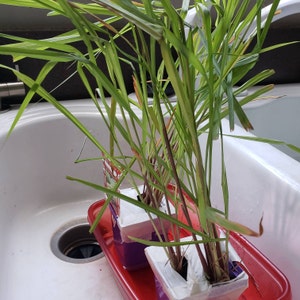 Bria a ajouté une photo de son achat