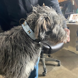 Best collar for 2024 irish wolfhound