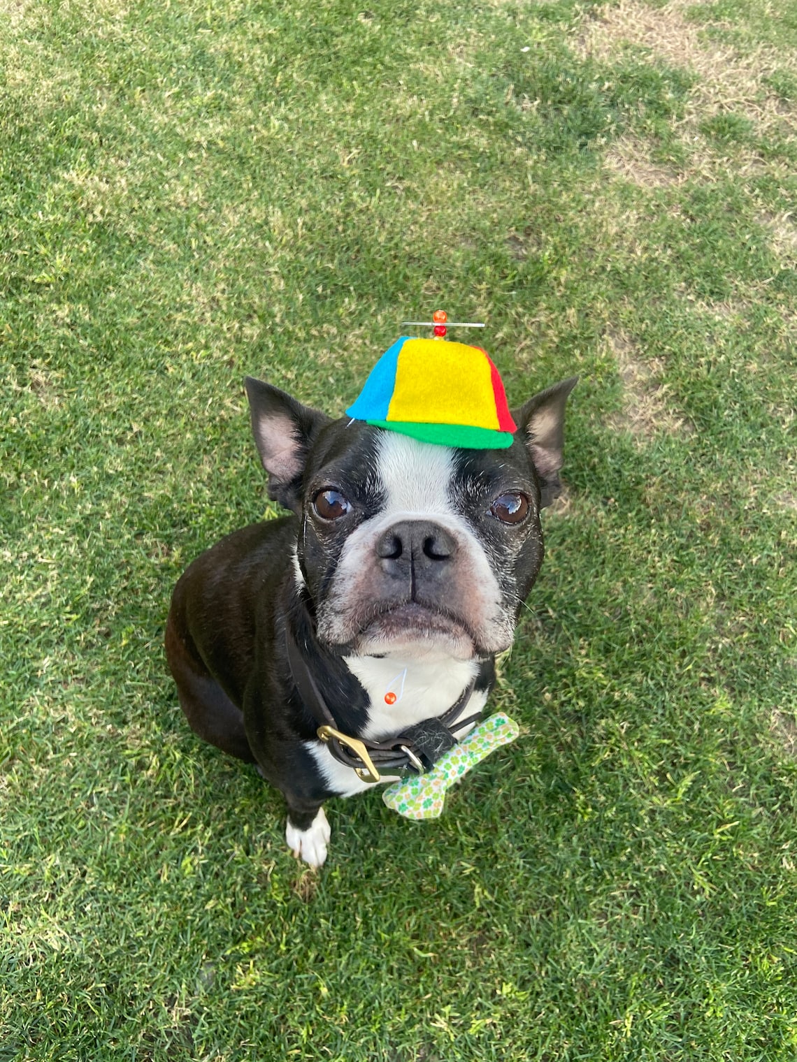 Customer photo of a pet with the Beanie Hat / Propeller Helicopter hat for Cat