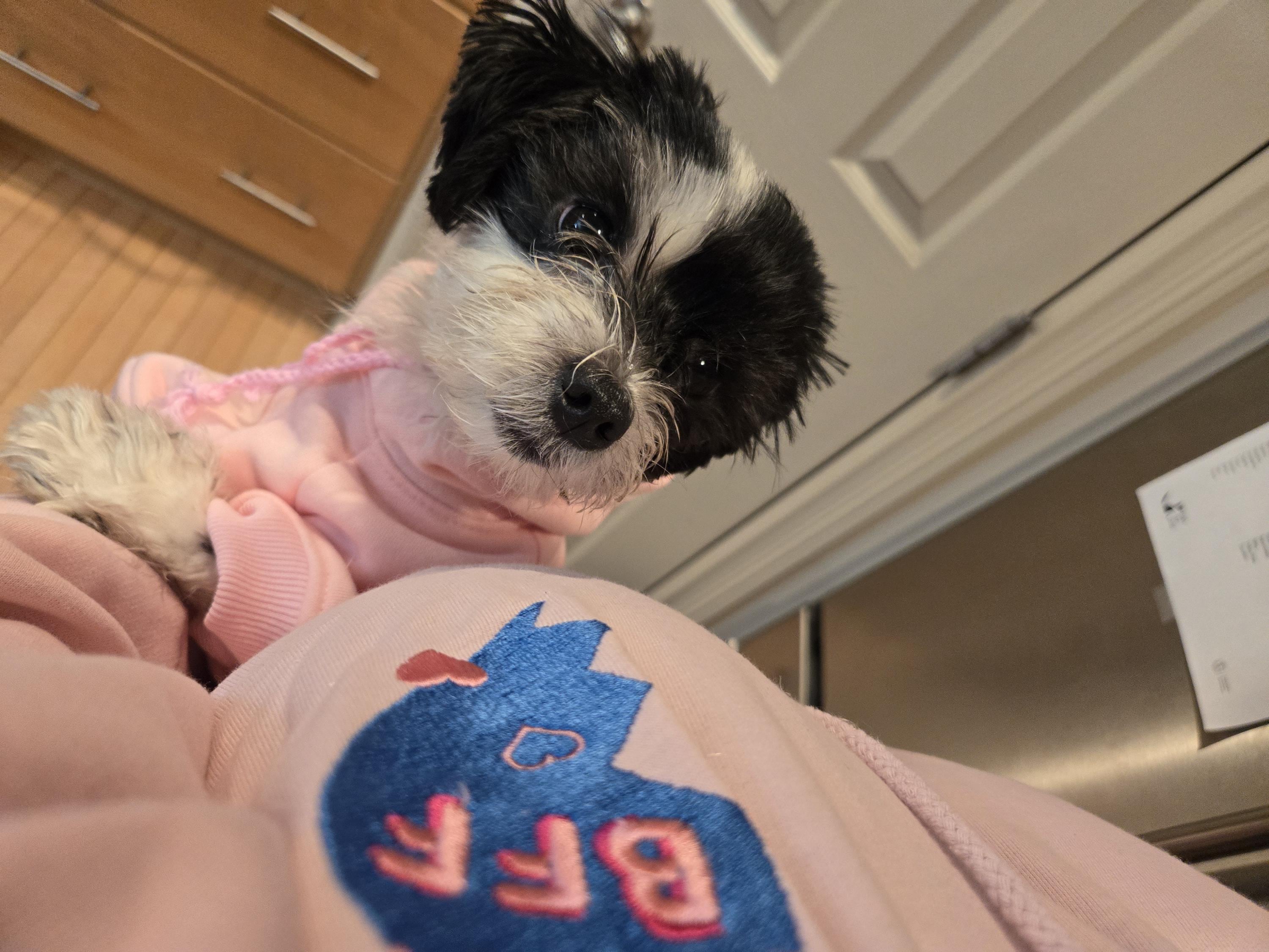 1 BFF Embroidered Dog & Human Matching Hoodies, Best Friend Dog Hoodie, My Dog is My Bestie, Best Friend Gift, Dog Lover Gift, Loungewear
