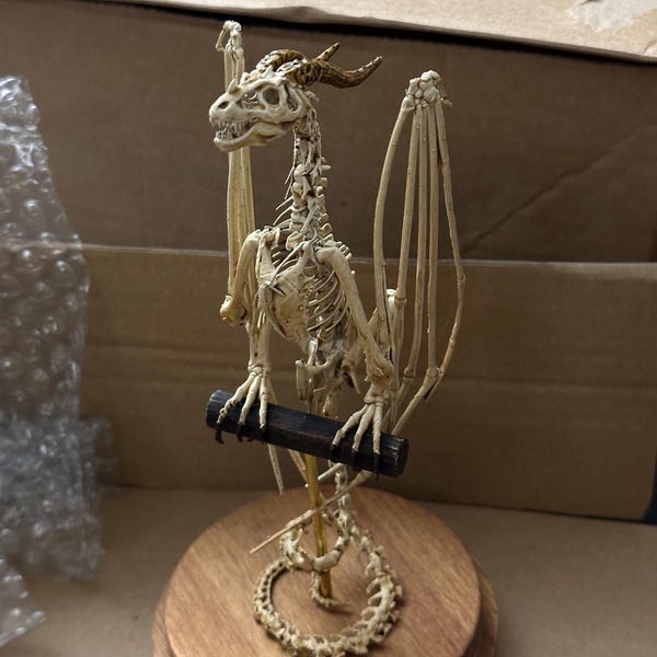 Wyvern Skeleton, Curiosity Cabinet - Etsy