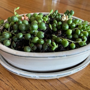 Julie added a photo of their purchase