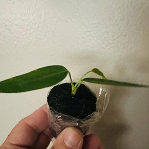 Small Anthurium Warocqueanum dark and narrow form Starter Plant (ALL STARTER PLANTS require you to purchase 2 plants!)