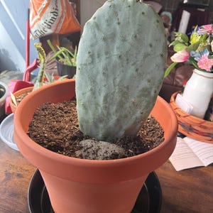 Giant 18-14" Prickly Pear Cactus, Mature Opuntia Pad, Nopal/nopales, Fruit-producing,  Extra-large - Etsy