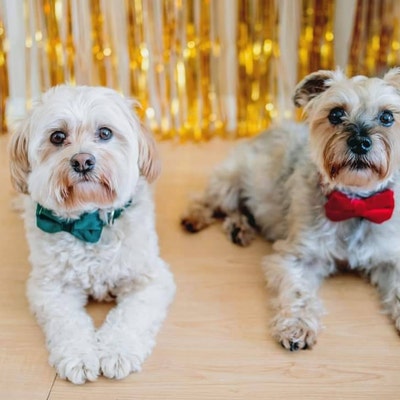 polka dot bow tie and suspenders