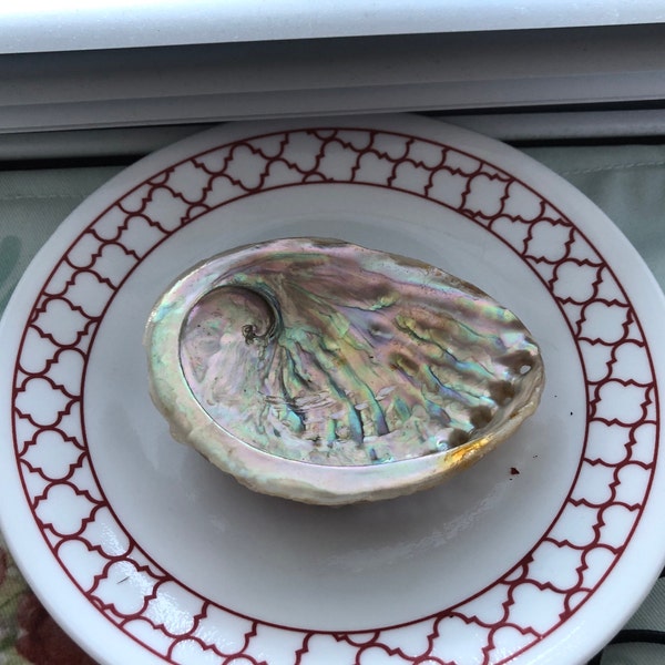 Nessastores- Threaded Abalone Sea Shell One Side Polished Beach Craft 4 ...