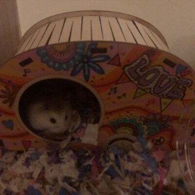 View of Custom Hamster Hideout/ Hamster RV Party/ Cage Accessory/ Memorable ...