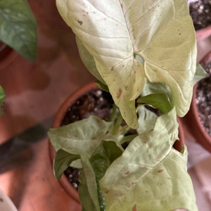 Lorraine hat ein Foto des gekauften Artikels hinzugefügt