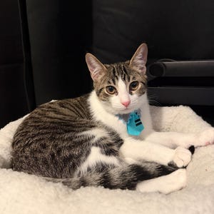 Kylo added a photo of their purchase