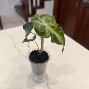 アロカシア ヴェノム スターター - Etsy 日本 