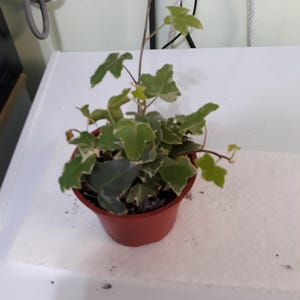 Pamela added a photo of their purchase