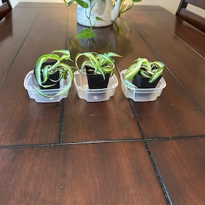 Vicki added a photo of their purchase