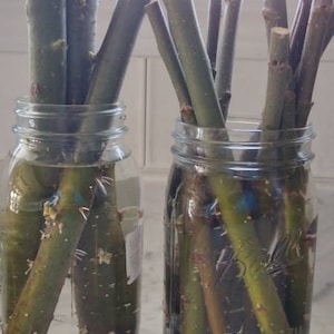 Josh ha añadido una foto de su compra