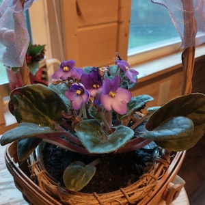 Dillie added a photo of their purchase