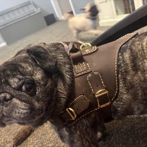 革製犬用ハーネスの型紙：ポケット付きDIY、サイズ：M～XL - Etsy 日本