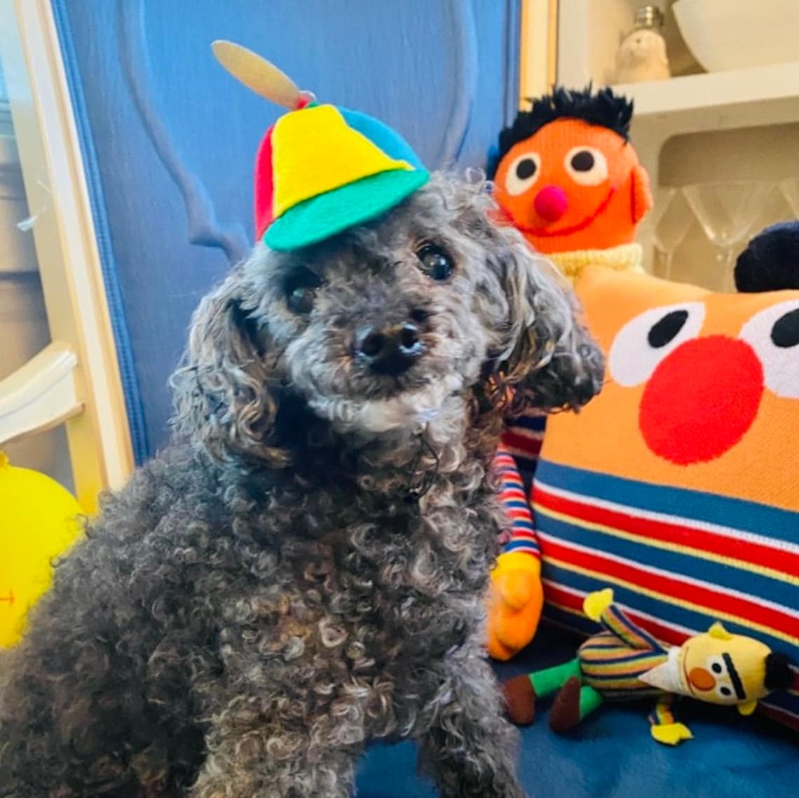 Customer photo of a pet with the Beanie Hat / Propeller Helicopter hat for Cat