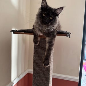 Modern Cat Furniture - Stylish Cat Tree with Perch, cat climbing tree,cool cat trees,cat perch,cat lover gift,cat scratching post,cat condo