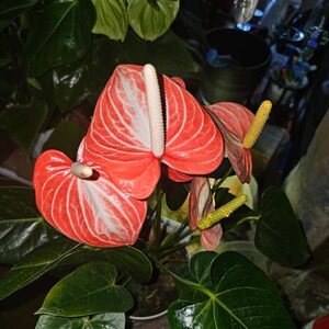 アンスリウム リビウム オレンジ ハイブリッド - 新登場 - 花屋品質