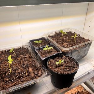 Shirley added a photo of their purchase