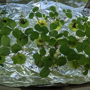 Ward added a photo of their purchase