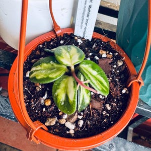 Mitchie added a photo of their purchase