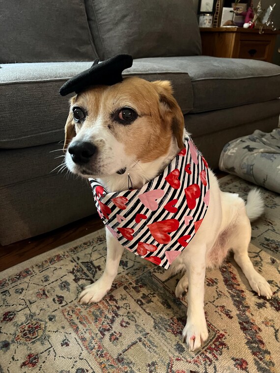 Customer photo of a pet with the Mini Beret for Small Pets