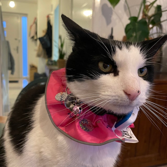 Cat collars with loud bells outlet