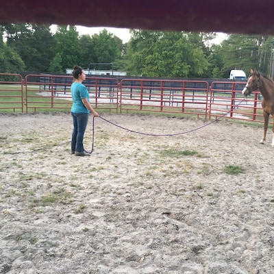Horse Training Set 14' Lead Rope Stiff Rope Halter - Etsy