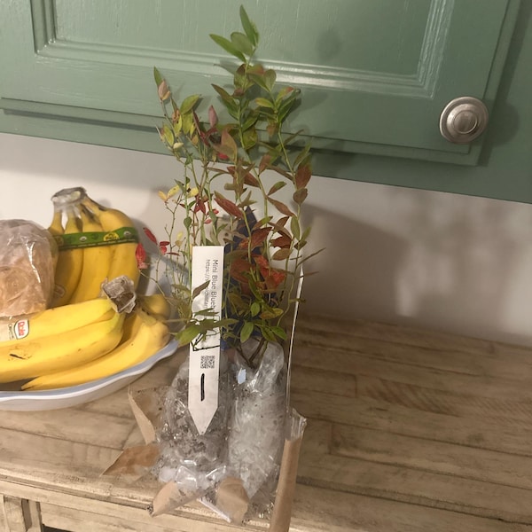 Coast Redwood Trees Landscape Tree / Screen / Bonsai Sequoia