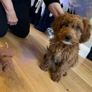 Katy hat ein Foto des gekauften Artikels hinzugefügt