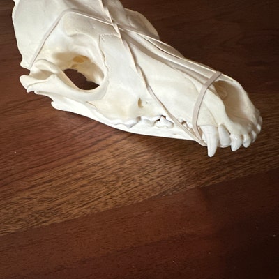 Authentic Montana Coyote Skull – Real Bone, Sourced In USA