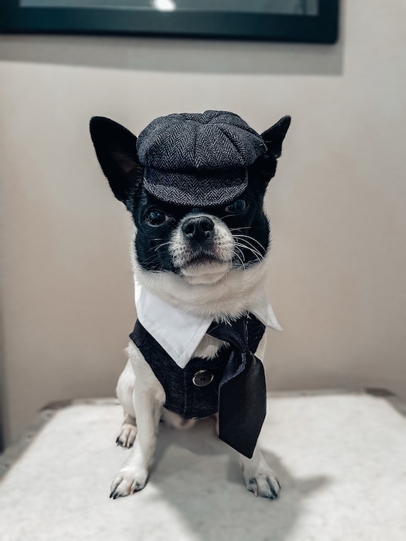 Customer photo of a pet with the Newspaper Boy Hat  for small pet Hedgehog Vogue