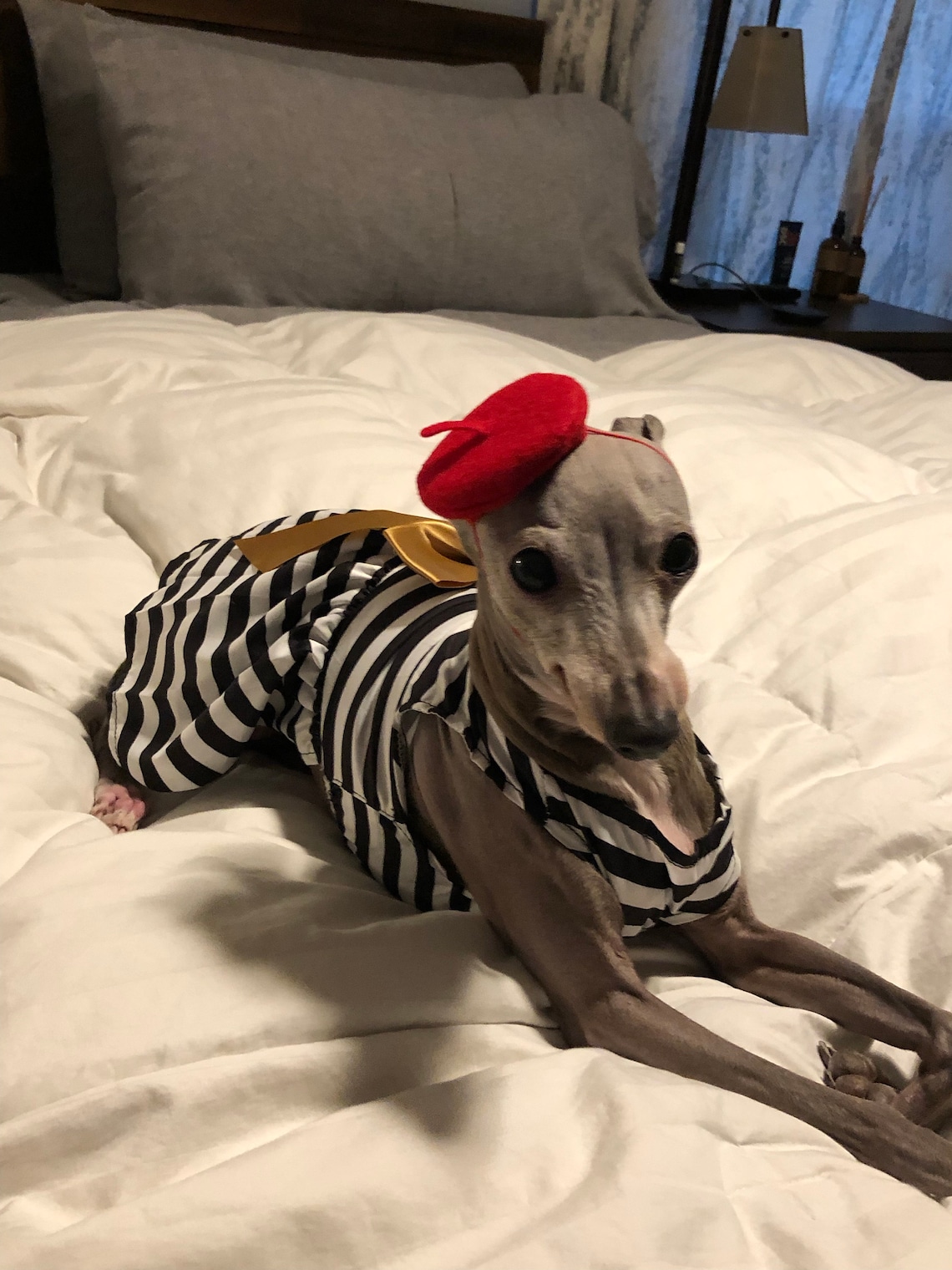 Customer photo of a pet with the Beret Personalized for small pet Raspberry
