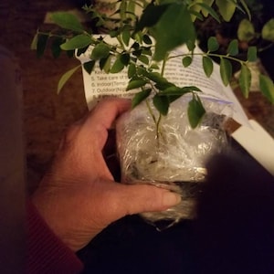 Patti added a photo of their purchase