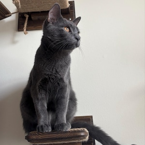 luna adicionaram uma foto da sua compra
