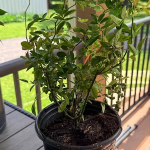 Samantha added a photo of their purchase