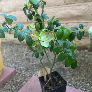 Iris ha aggiunto una foto del proprio acquisto